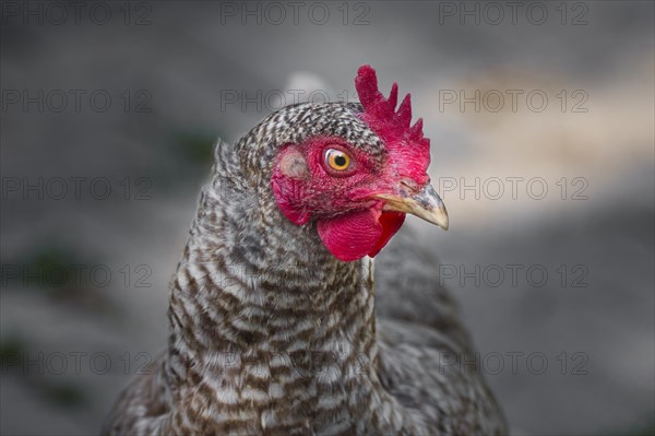 Portrait of a free-range chicken of the Blue Sparrowhawk breed