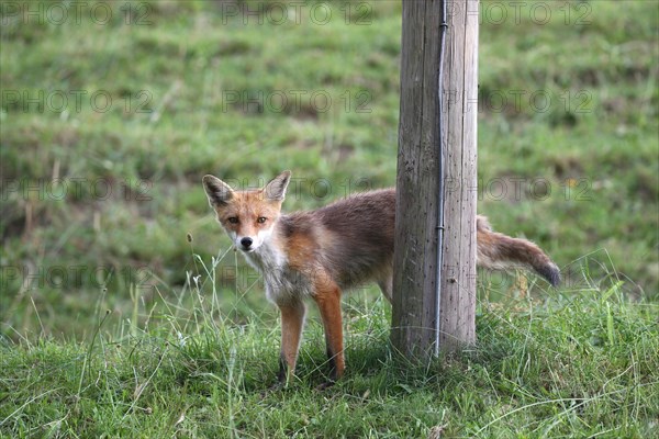 Red fox