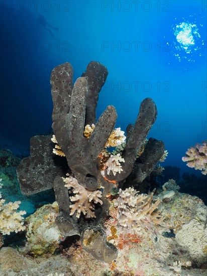Sea sponge Erect finger sponge
