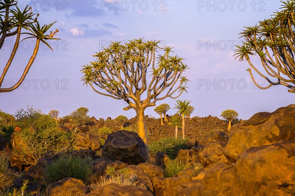 Desert rocky landscape with quiver tree