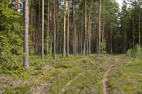 Forest path through heather and green mixed forest