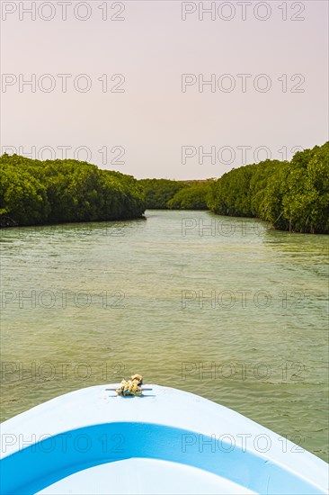 Mangrove forest