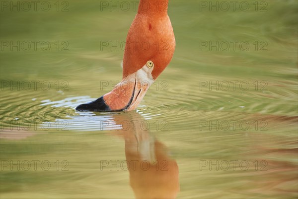 Portrait of an American flamingo