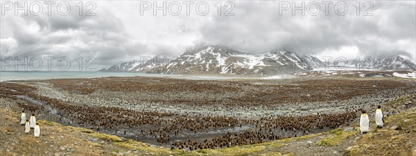 Kings penguins colony in Antarctica