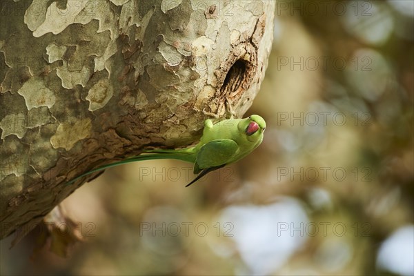 Monk parakeet