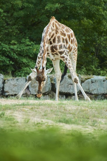 Reticulated giraffe