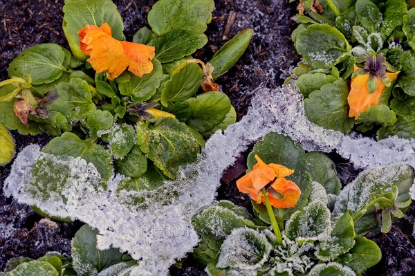 Iced leaves and flowers