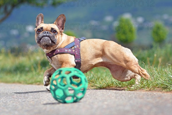 Action shot of a brown French Bulldog dog jumping after toy ball