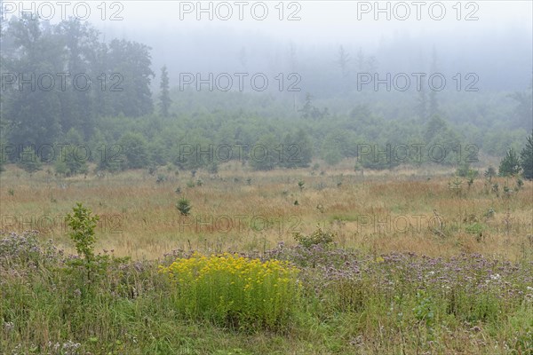 Goldenrod