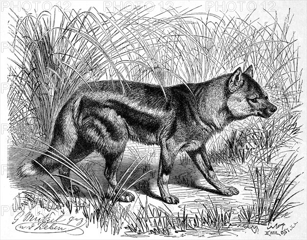 Side-striped jackal