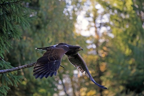 Harris's hawk