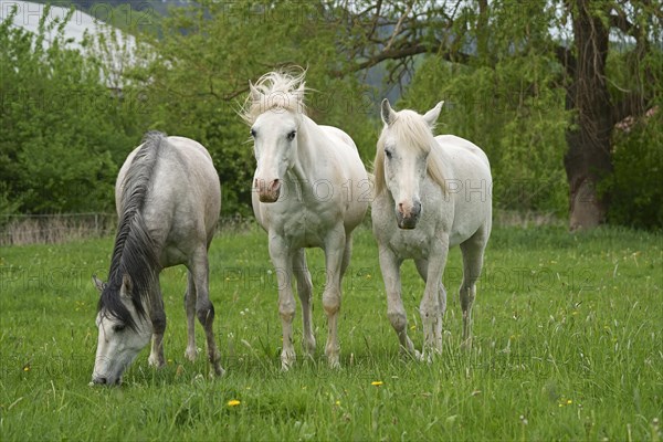 Horses