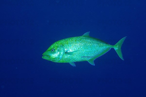 Orange-spotted trevally