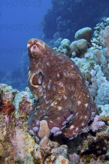 Large blue octopus