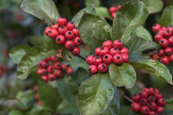 Fruits of the leather-leaved hawthorn or apple thorn