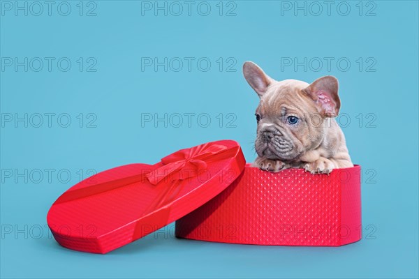 Cute Valentine's day puppy. French Bulldog dog in heart shaped gift box on blue background