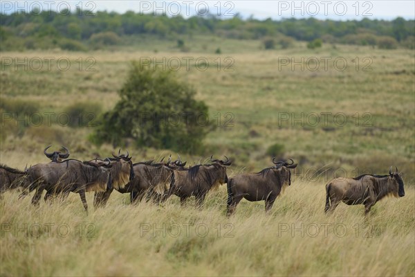 Blue wildebeests