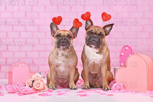 Valentine's day dogs. Pair of French Bulldogs with heart headbands surrounded by pink seasonal decoration like gift boxes and rose flowers