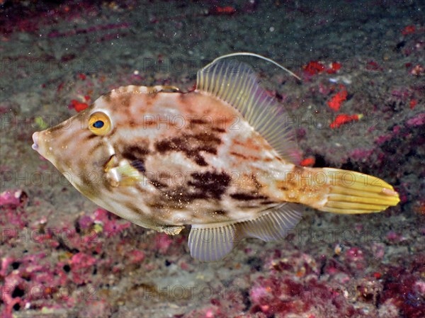 Brown filefish