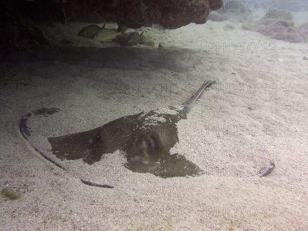 American stingray