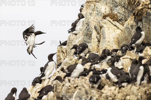 Common Guillemot