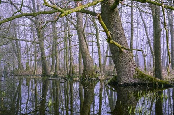 Flooded alder swamp on the shore of Lake Duemmer