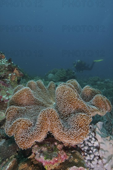 Mushroom leather coral