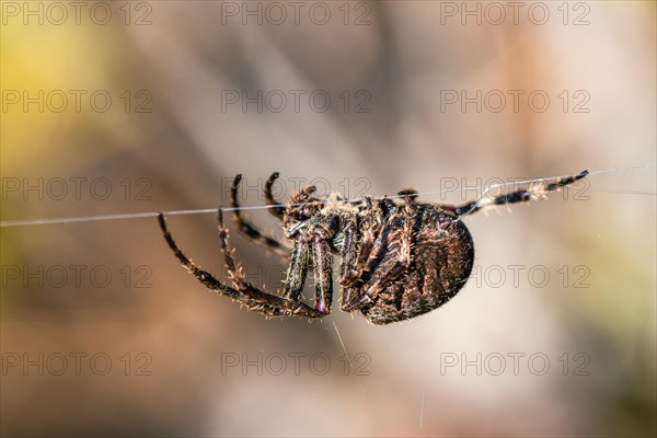 Gorse Orb-weaver