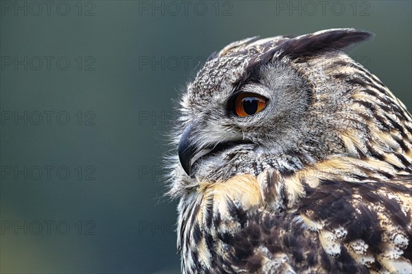 Eurasian eagle-owl