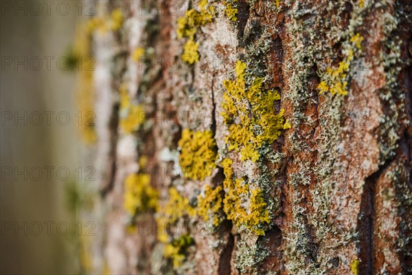 Common orange lichen