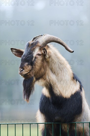 Domestic goat