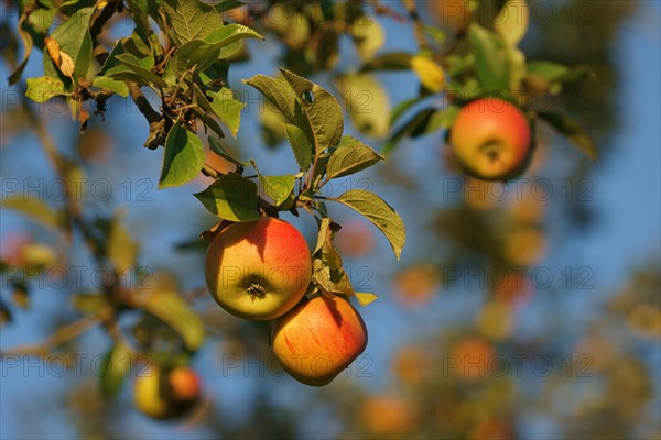 Cox Orange on apple tree