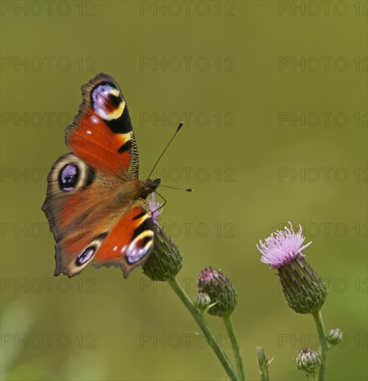 European peacock