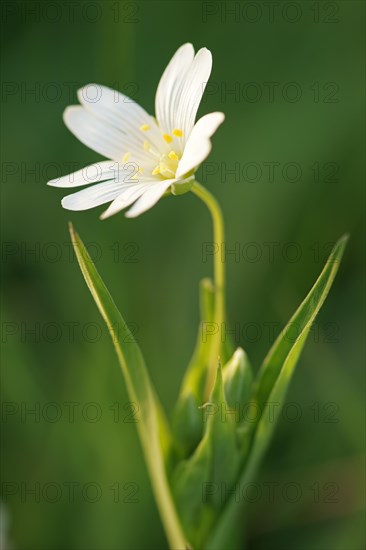 Chickweed