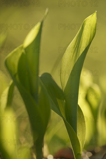 Lily of the valley