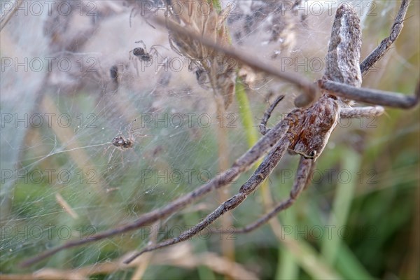 Nursery web spider