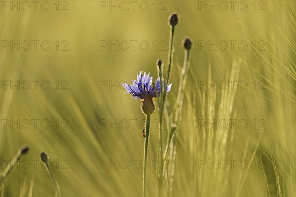 Cornflower