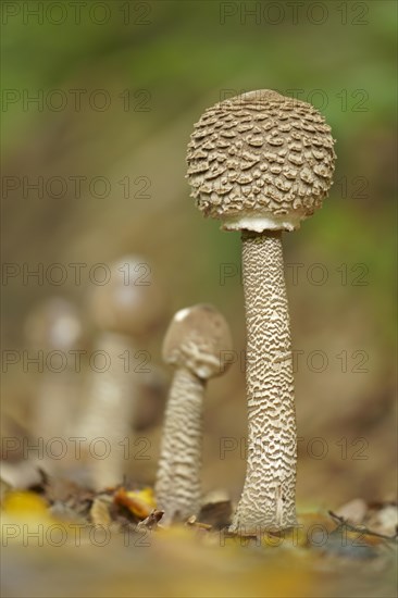 Parasol or common giant parasol mushroom