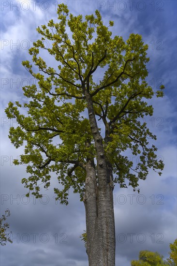 Autumn black locust