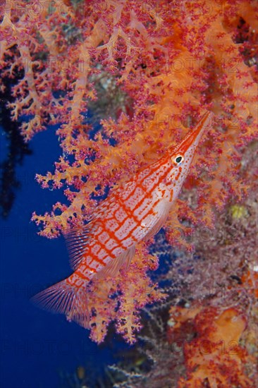 Longnose hawkfish