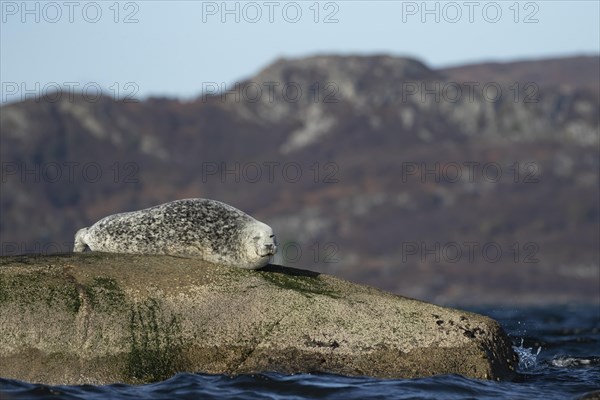 Common or Harbour seal