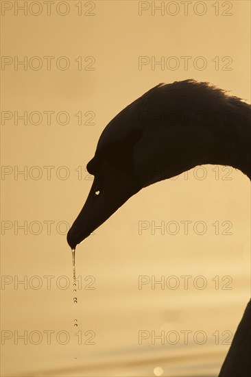 Mute swan