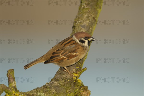 Tree sparrow