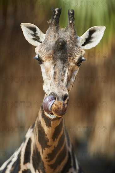 Reticulated giraffe