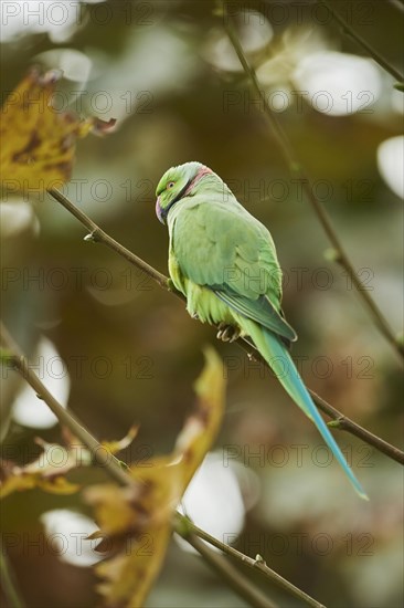 Monk parakeet