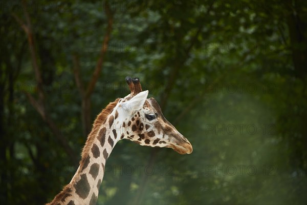 Reticulated giraffe