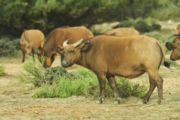 Forest buffalo