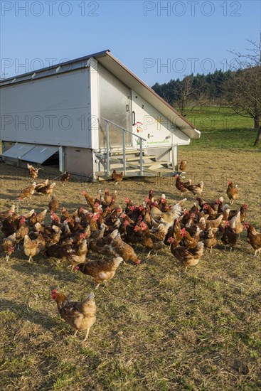 Free-range chickens