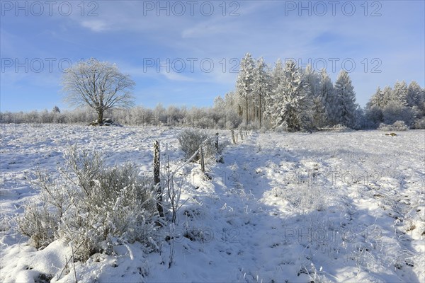 Winter landscape covered with hoarfrost
