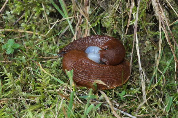 Red slug